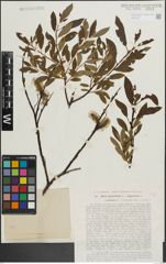 Foto von Salix lapponum L. x Salix phylicifolia L.